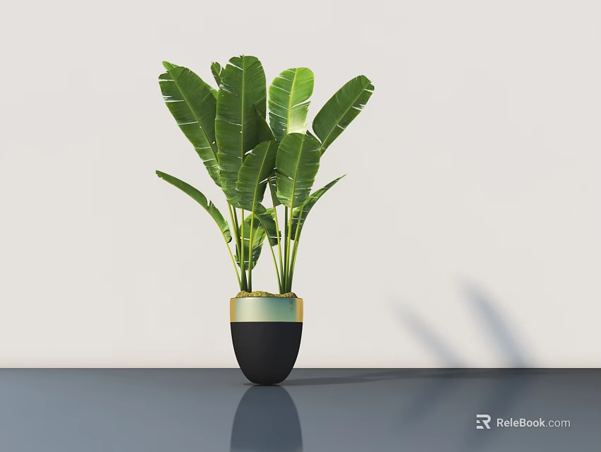 Bonsai Potted Plant with Large Green Leaves in Black Pot with Gold Rim 3d model 