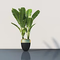 Bonsai Potted Plant with Large Green Leaves in Black Pot with Gold Rim
