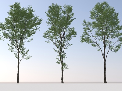 Landscape Arbor Tree 3d model