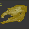 Modern Skull Animal Skull Fossil Skeleton Animal Skeleton 3d model