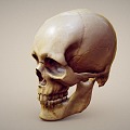 human skull skull 3d model