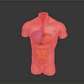 Human Torso Anatomy Model Showing Internal Organs Lungs Heart Stomach Intestines