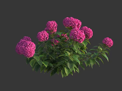 Beautiful Pink Hydrangea Flowers with Lush Green Leaves in Vibrant Clusters 3d model