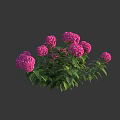 Beautiful Pink Hydrangea Flowers with Lush Green Leaves in Vibrant Clusters
