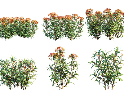 Different Types Of Decorative Flowering Bushes With Green Leaves And Orange Flowers 3d model