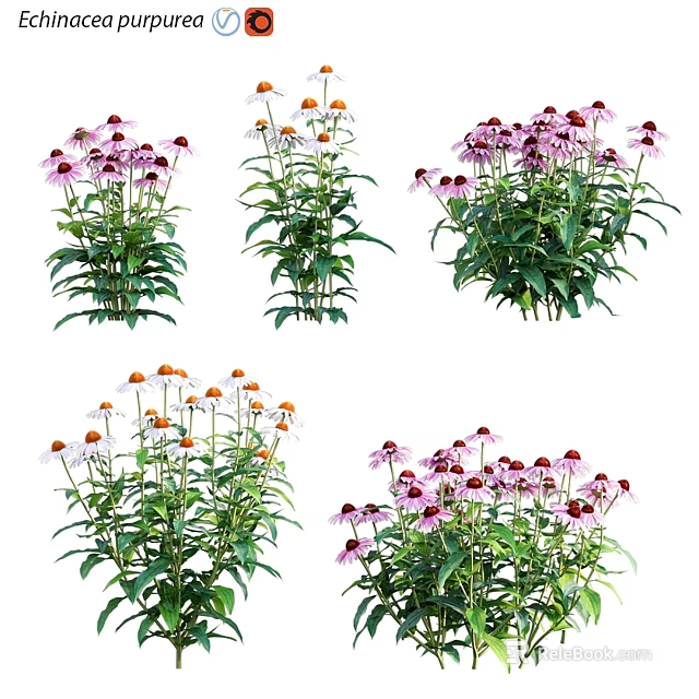 Colorful Garden Plants With Purple And Orange Blooms And Lush Green Leaves 3d model 