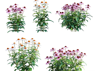 Colorful Garden Plants With Purple And Orange Blooms And Lush Green Leaves 3d model
