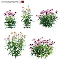 Colorful Garden Plants With Purple And Orange Blooms And Lush Green Leaves
