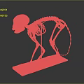 Complete Animal Skeleton Anatomical Model Displaying Skull Spine Limb Bones on Green Base