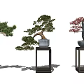 Decorative Bonsai Plants with Various Styles Different Shapes Colorful Foliage on Wooden Stands