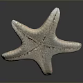 Detailed White Textured Natural Starfish On Black Background With Reflection