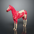 Detailed Horse Muscle Anatomy Model With Red Muscle Structure And White Skeleton