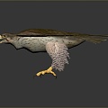 Eagle Large Eagle Owl Raptor Falcon Bird Bird Bird Animal Game Animal 3d model