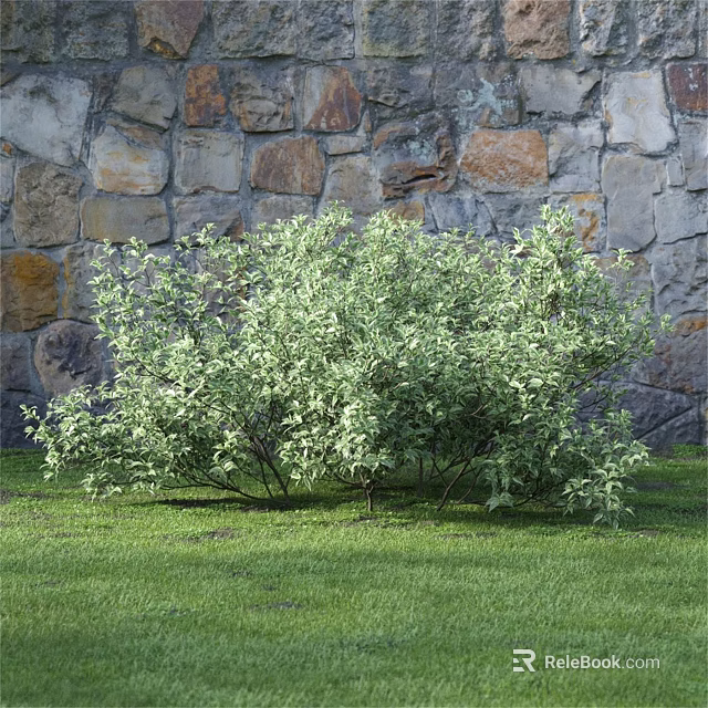 Lush Green Leaf Shrub Growing In Front Of Stone Wall On Grass Lawn 3d model 
