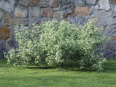 Lush Green Leaf Shrub Growing In Front Of Stone Wall On Grass Lawn 3d model