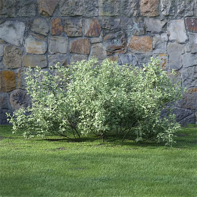 Lush Green Leaf Shrub Growing In Front Of Stone Wall On Grass Lawn 3d model