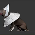 Playful Dog With White Cone Headgear And Body Wrap On Dark Background