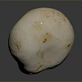 Fresh White Mushroom with Brown Spots Close Up View on Gray Background