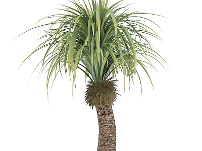 Lush Palm Tree With Long Green Leaves And Textured Trunk 3d model