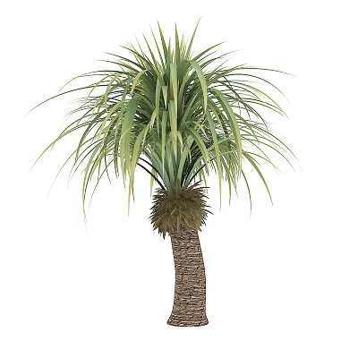 Lush Palm Tree With Long Green Leaves And Textured Trunk 3d model