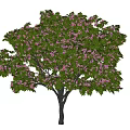 acacia tree flowering tree pink flowering tree street tree municipal tree point view tree 3d model