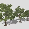 Multiple Lush Green Trees With Aerial Roots Against Gray Background