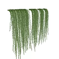 Lush Green Hanging Vines With Dense Foliage For Natural Decorative Purpose