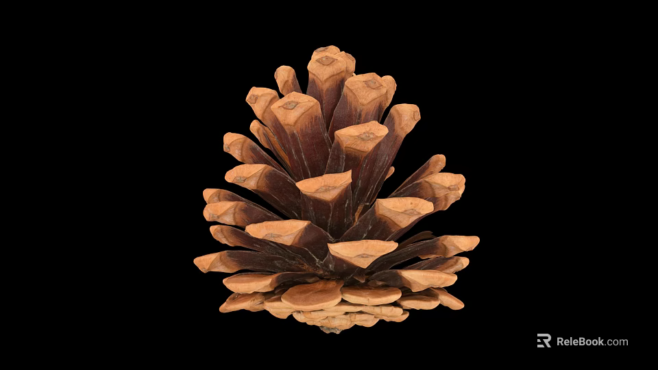 Natural Pine Cone as Edible Food Ingredient with Nutritious Health Benefits and Organic Traits 3d model 
