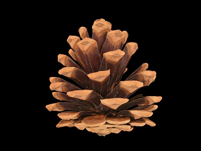 Natural Pine Cone as Edible Food Ingredient with Nutritious Health Benefits and Organic Traits 3d model