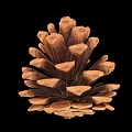 Natural Pine Cone as Edible Food Ingredient with Nutritious Health Benefits and Organic Traits