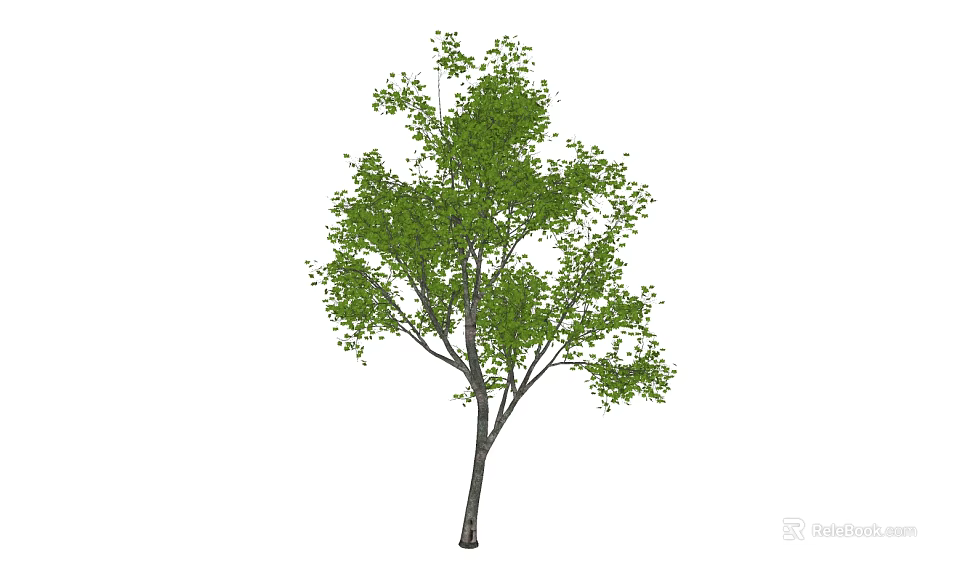 Tall Arbor With Lush Green Leaves Strong Trunk And Spreading Branches 3d model 
