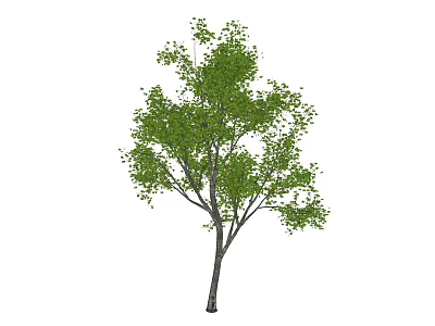 Tall Arbor With Lush Green Leaves Strong Trunk And Spreading Branches 3d model