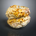 Anatomical Human Brain Model Medical Device Featuring Detailed Neural Structure And Texture 3d model