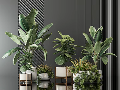 Modern Indoor Potted Plants with Large Green Leaves and White Ceramic Pots on Metal Stands 3d model