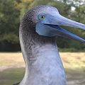 Blue Footed Bird with Grayish Blue Feathers Blue Beak Standing on Grassland