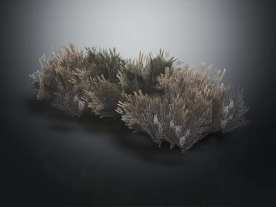Dried Herbaceous Plants With Fluffy Clustered Growth And Gray Green Brown Tones On Dark Background 3d model