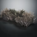 Dried Herbaceous Plants With Fluffy Clustered Growth And Gray Green Brown Tones On Dark Background