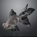 Silver Goldfish With Big Eyes And Transparent Fins On Dark Background With Reflection
