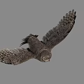 Gray Owl Spreading Wings While Flying Against Gray Background With Detailed Feathers 3d model