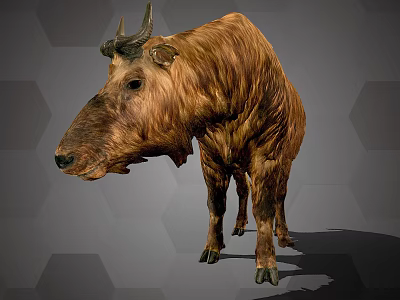 Standing Takin With Brown Fur And Curved Horns On Grey Hexagonal Background 3d model