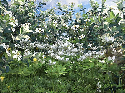 White Flowering Shrubs With Green Foliage Thriving In Lush Green Grass Area 3d model
