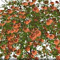 Two Flowering Trees with Orange Red and Purple Blossoms in Full Bloom