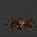 Detailed Realistic Dark Brown Cricket With Long Antennae And Extended Legs