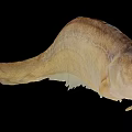 Elongated Light Brown Aquatic Animal Fish with Slender Body and Smooth Skin on Black Background