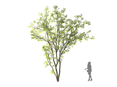 Lush Green Leafy Tree With Multiple Branches And Person Silhouette Standing Nearby 3d model