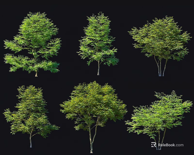Six Varieties of Green Trees with Diverse Crown Shapes Isolated on Black Background 3d model 