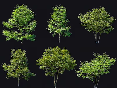 Six Varieties of Green Trees with Diverse Crown Shapes Isolated on Black Background 3d model
