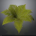 Lush Green Fern Plant With Feathery Hairy Leaves On Dark Background