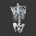 3D Rendered Human Skeleton Model Displaying Rib Cage Spine And Pelvis Anatomical Structure