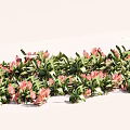 Pink Flowers With Green Leaves In Beautiful Fresh Outdoor Garden Decorative Arrangement